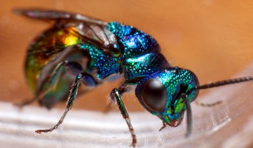 Pseudomalus auratus
